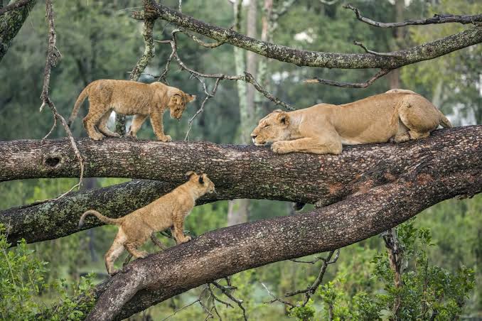 3 Days Classic Lake Manyara Safari