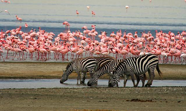 2 Days Lake Manyara Birding Adventure