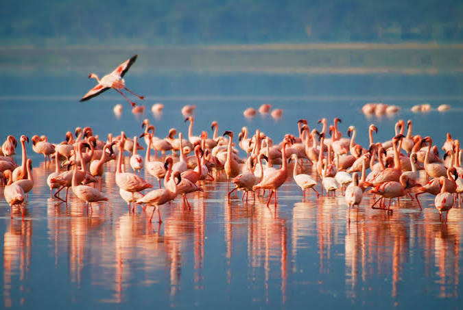 4 Days Luxury Lake Manyara Safari