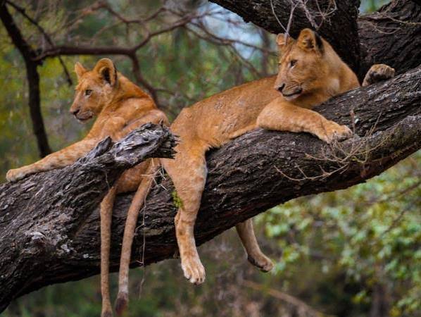3 Days Lake Manyara Family Safari