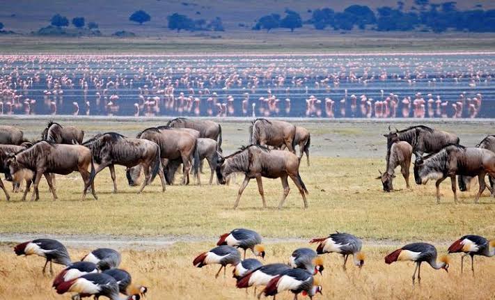 Lake Manyara Day Trip