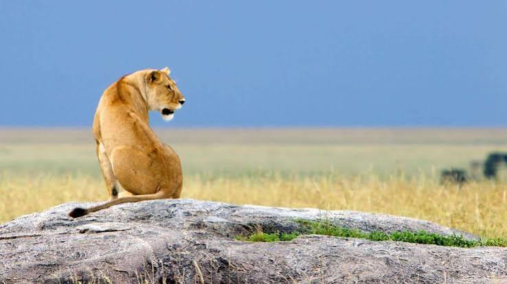 Ngorongoro Crater