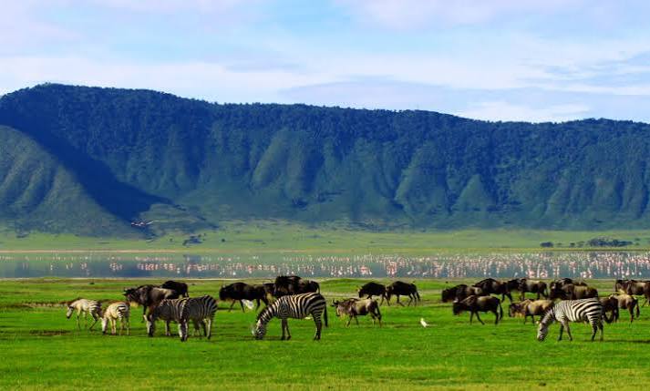 Ngorongoro Crater Day Trip