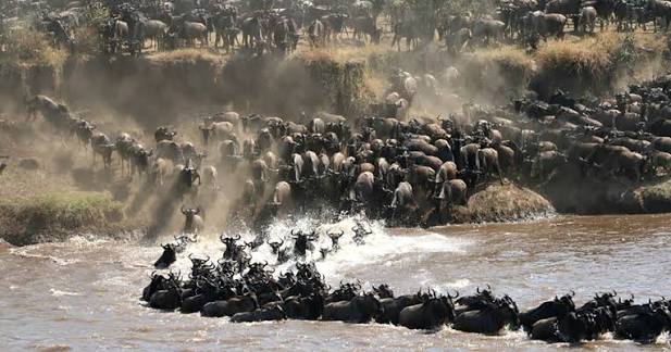7 days Classic Serengeti Migration Safari