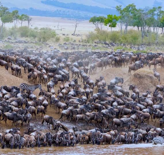 6 days Northern Serengeti Migration Focus