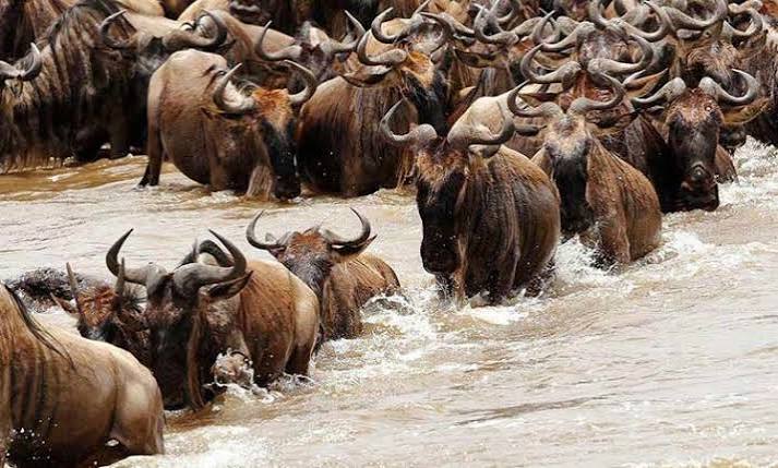 7 days Serengeti Walking & Game Drive Safari