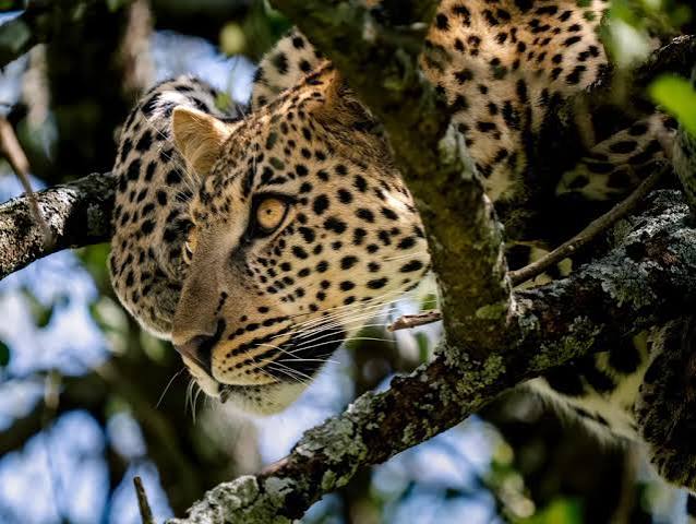 5 days Serengeti Balloon & Wildlife Adventure