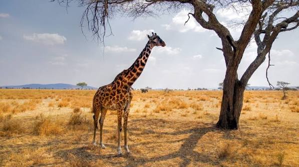 6 days Serengeti Big Five Explorer