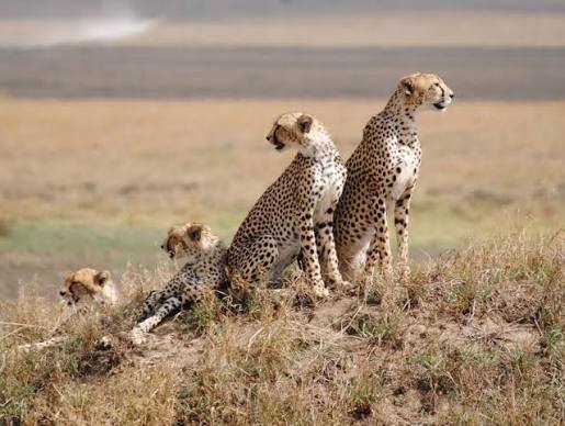 8 days Luxury Serengeti Fly-In Safari