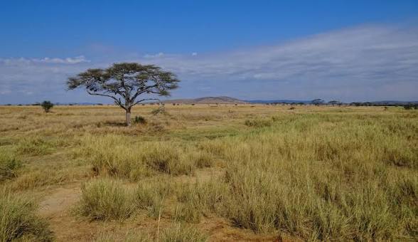Serengeti Safari