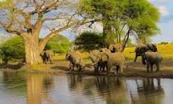 4 Days Tarangire Elephant Haven Safari