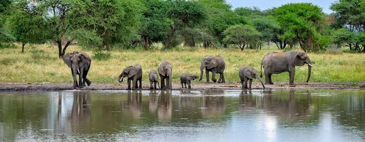 3 Days Tarangire Baobab & Wildlife Adventure