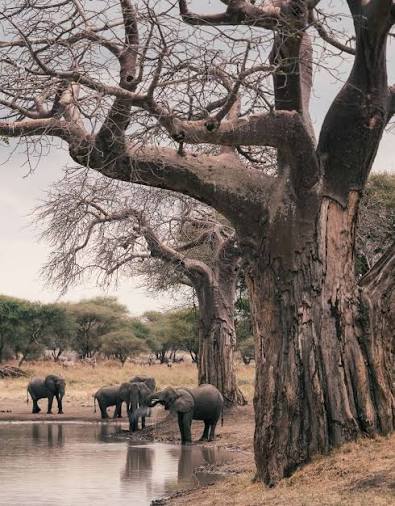 4 Days Tarangire Family Wildlife Safari